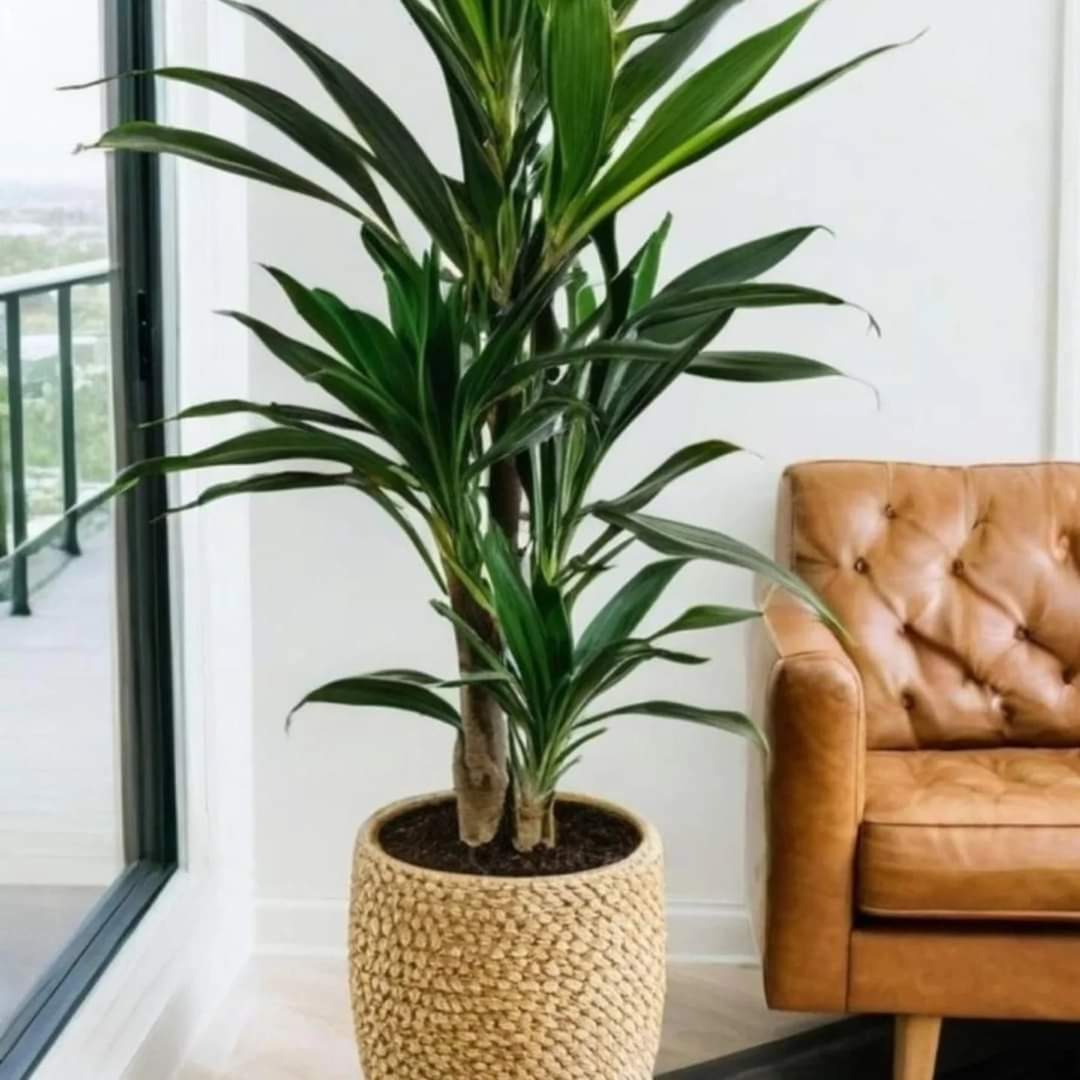 Artificial Yucca Plant
