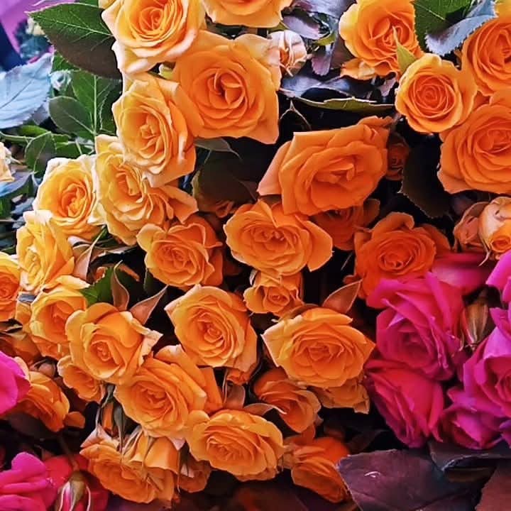 Fresh cut flowers fresh roses gift