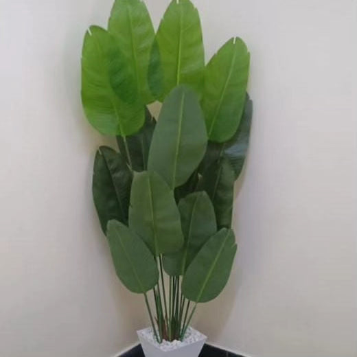 Décor plant