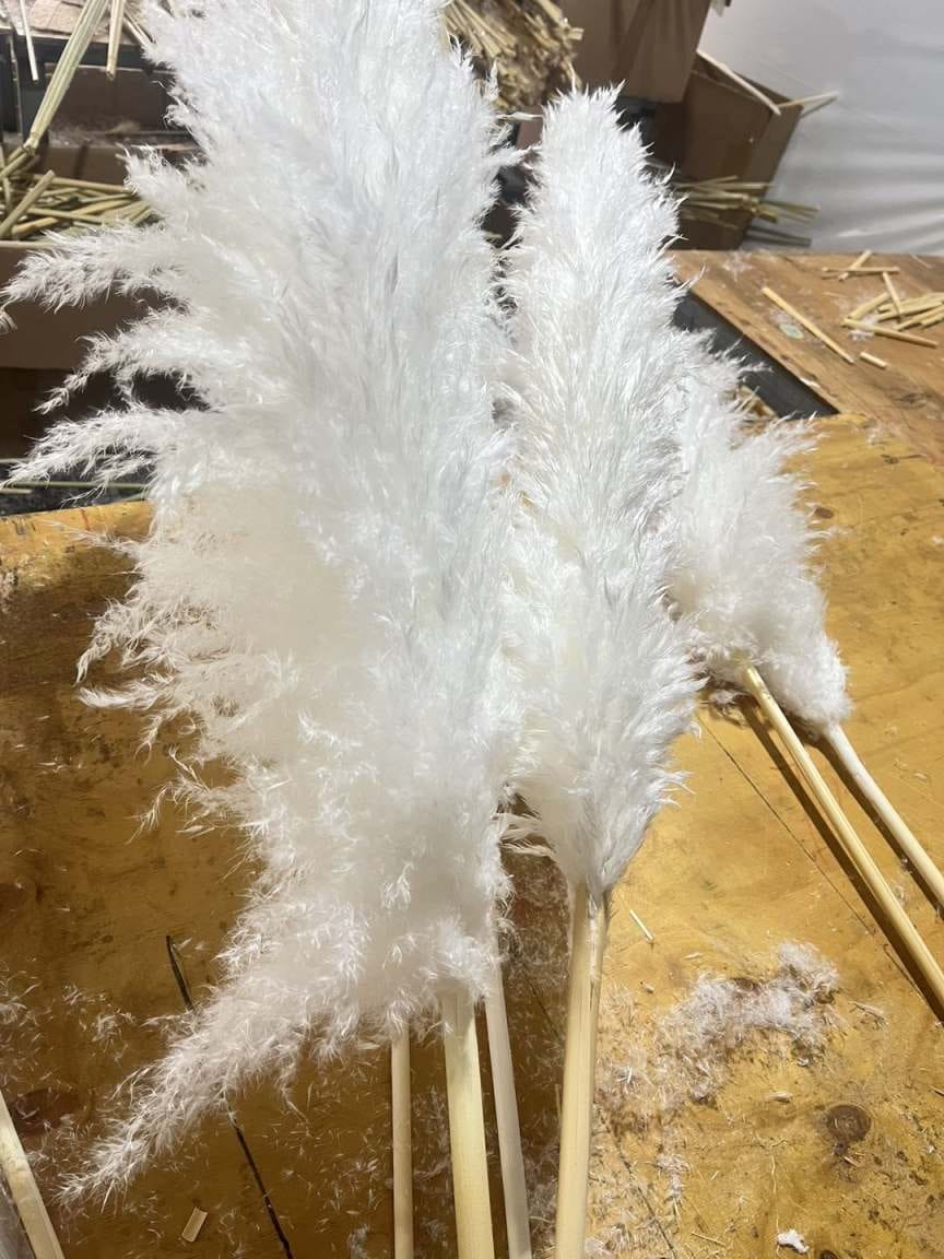 Big Fluffy Pampas Grass