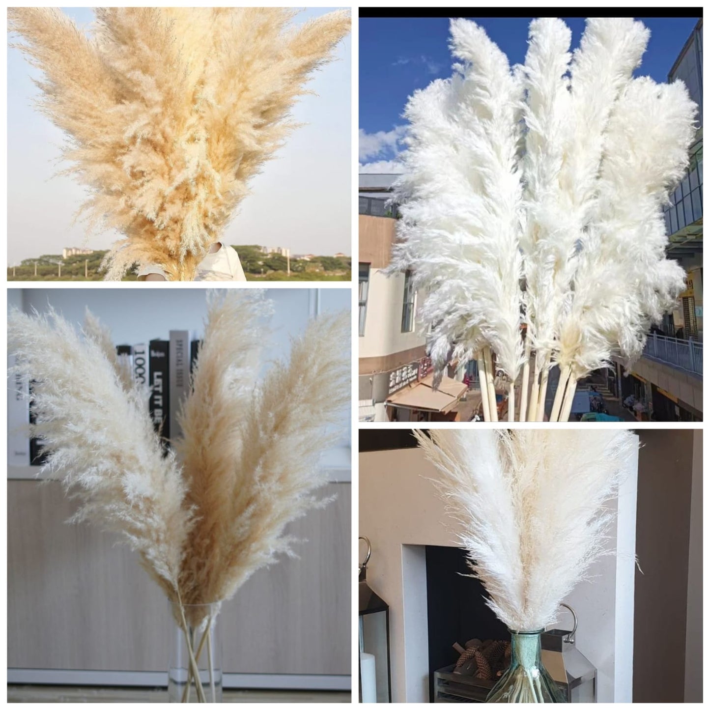 Big Fluffy Pampas Grass