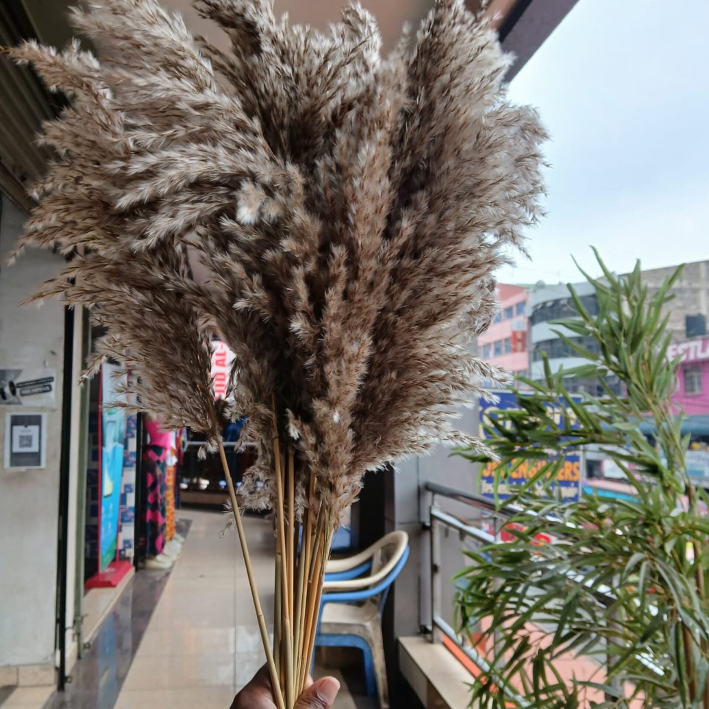 10Pcs Dried Wild Mini Reed Pampas
