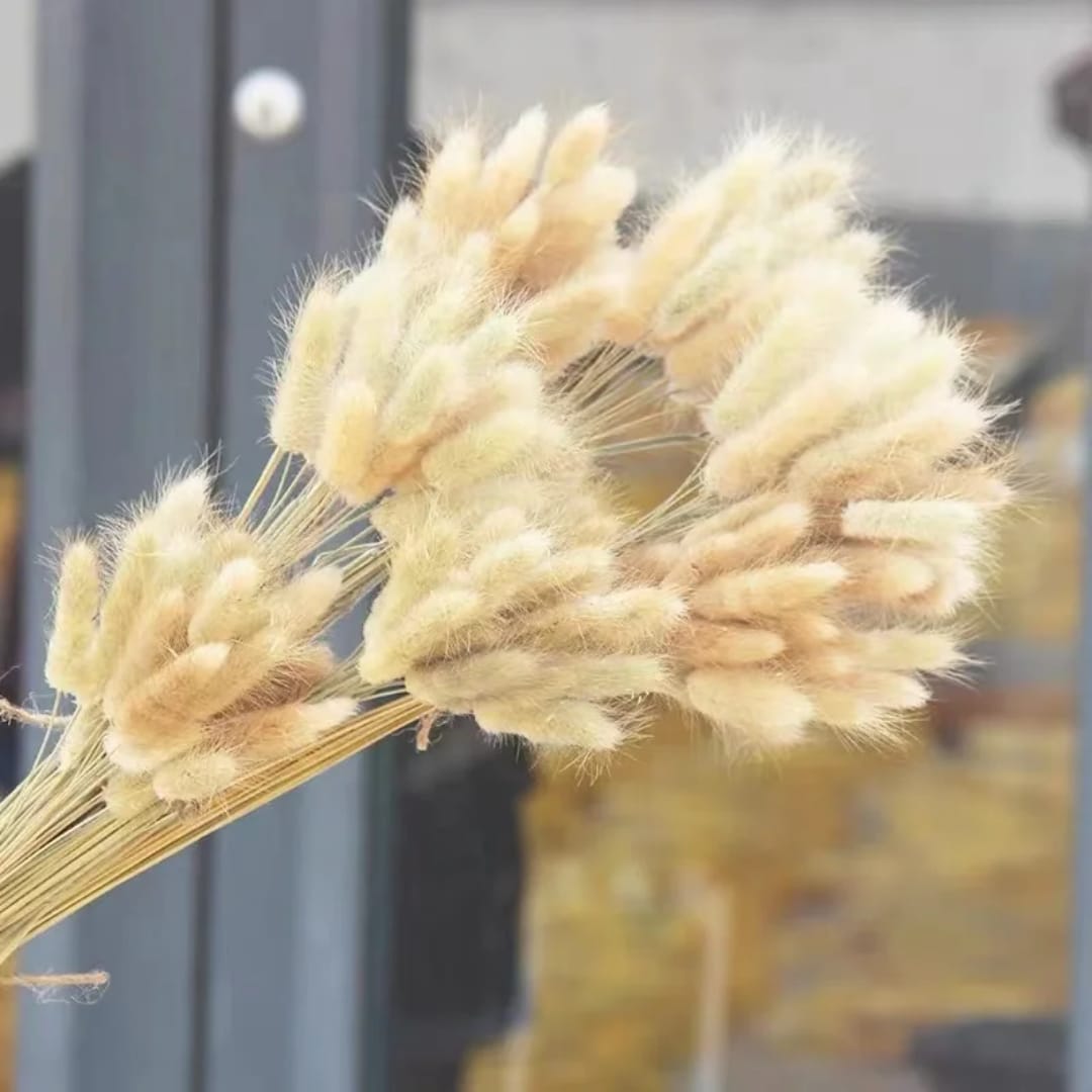 A bunch of ten dried cream-colored bunny tail pampas grass stems.