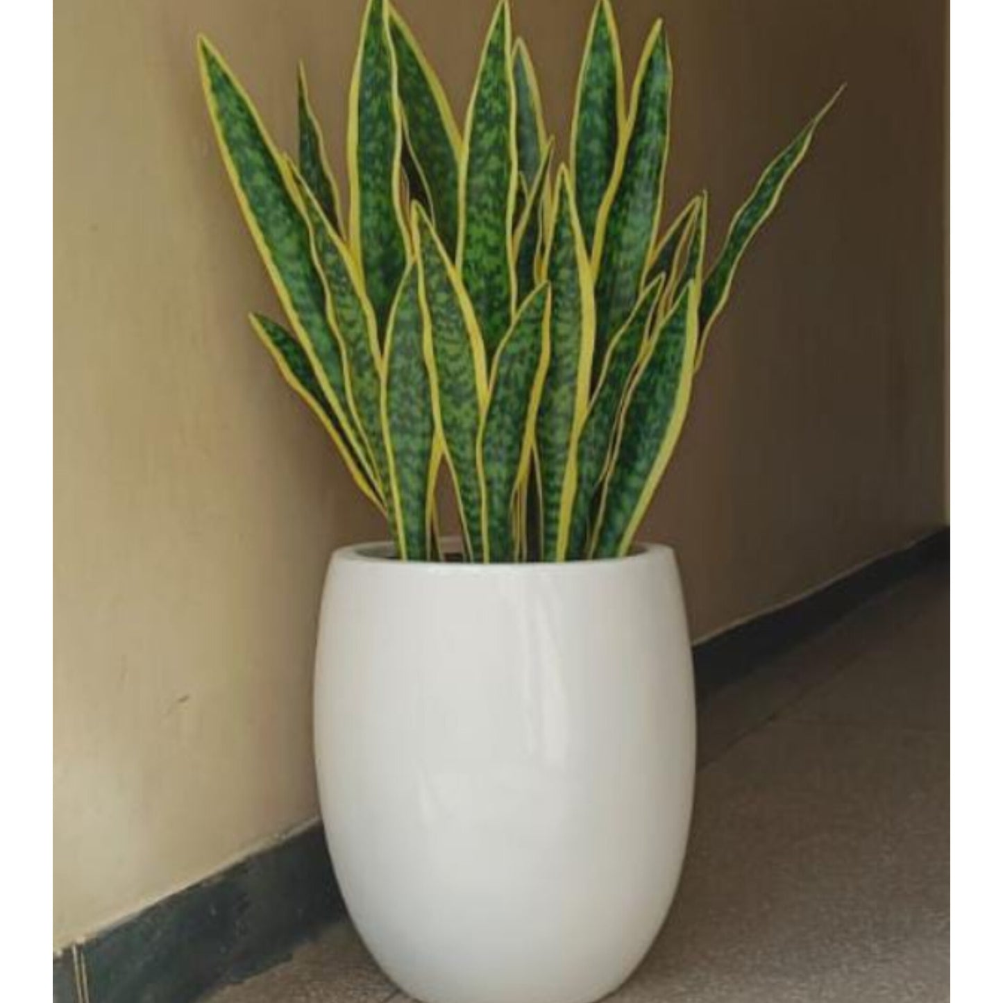 Real Touch Sansevieria Plant in White
Globe Vase