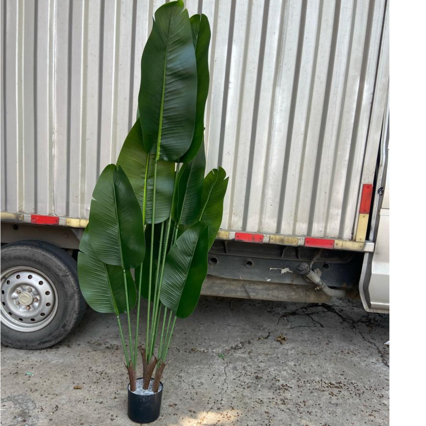 A tall artificial Bird of Paradise tree with large green leaves in a black pot with white stones.
