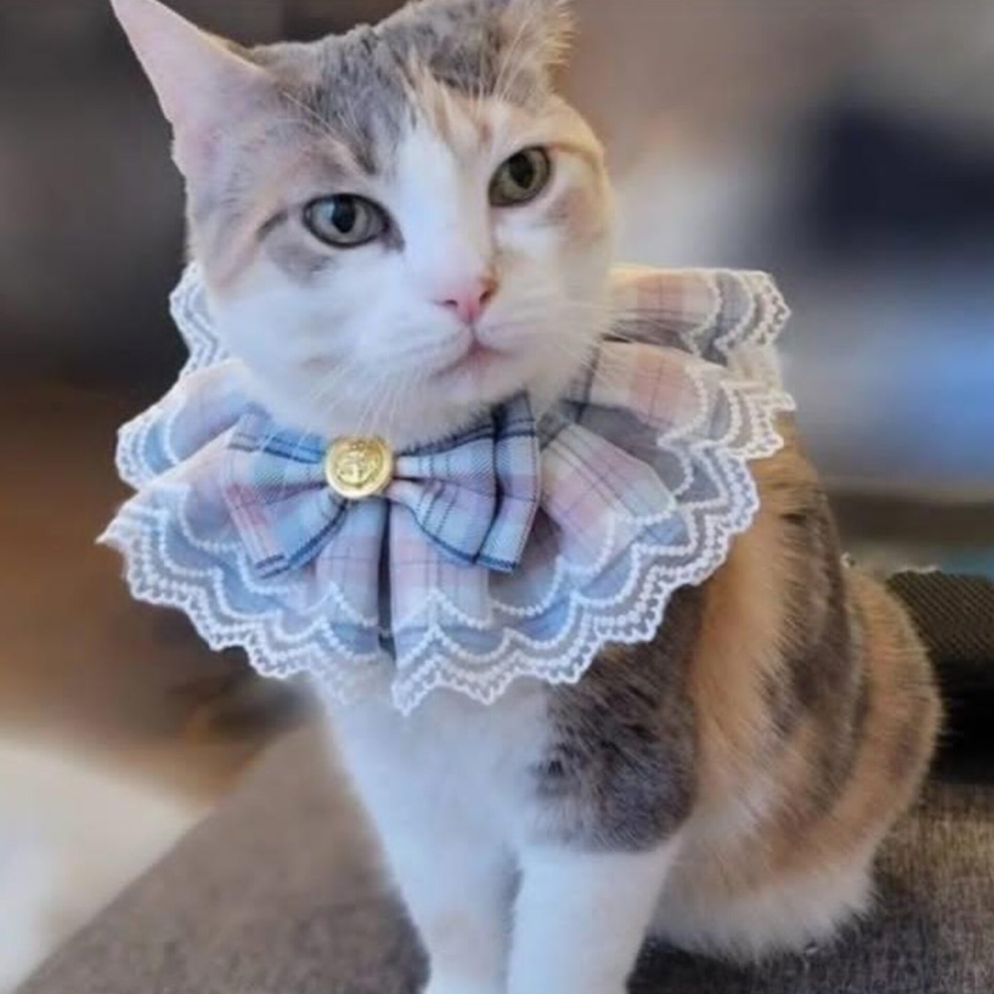 Pet Collar