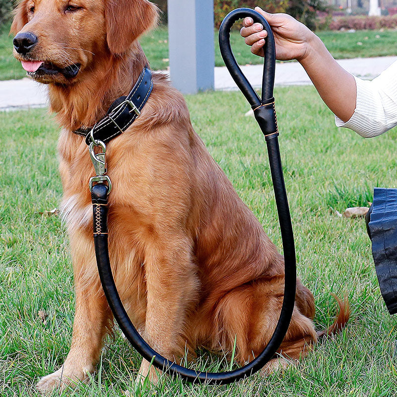 Leather dog collar and leash