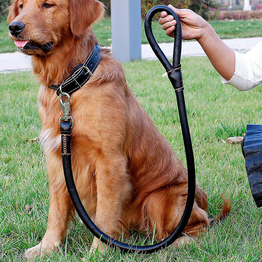 Leather dog collar and leash