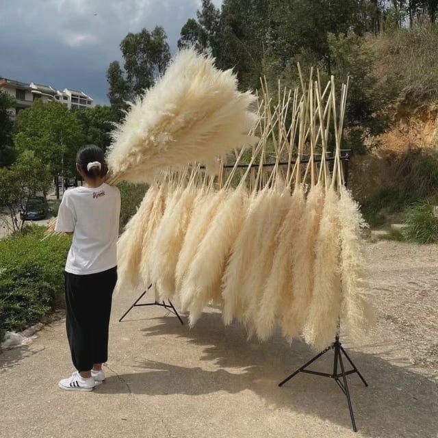 Big Fluffy Pampas Grass