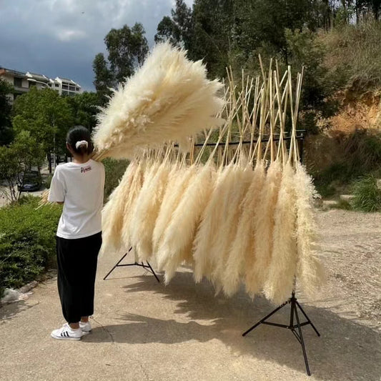 Big Fluffy Pampas Grass