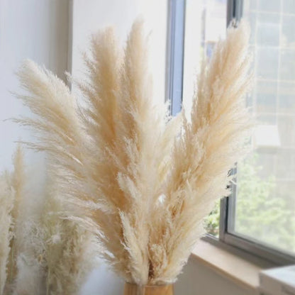 Big Fluffy Pampas Grass