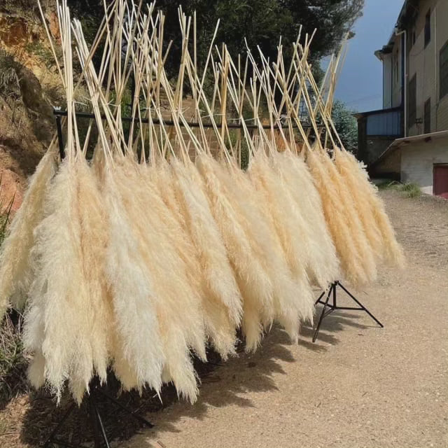 Big Fluffy Pampas Grass