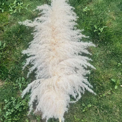 Big Fluffy Pampas Grass
