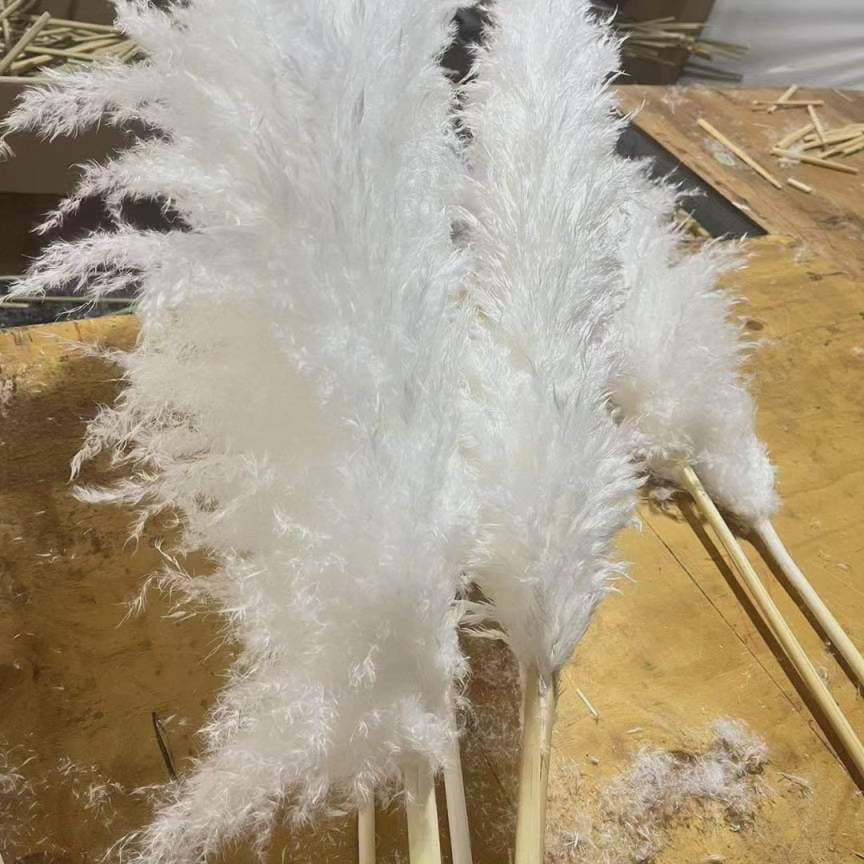 Big Fluffy Pampas Grass