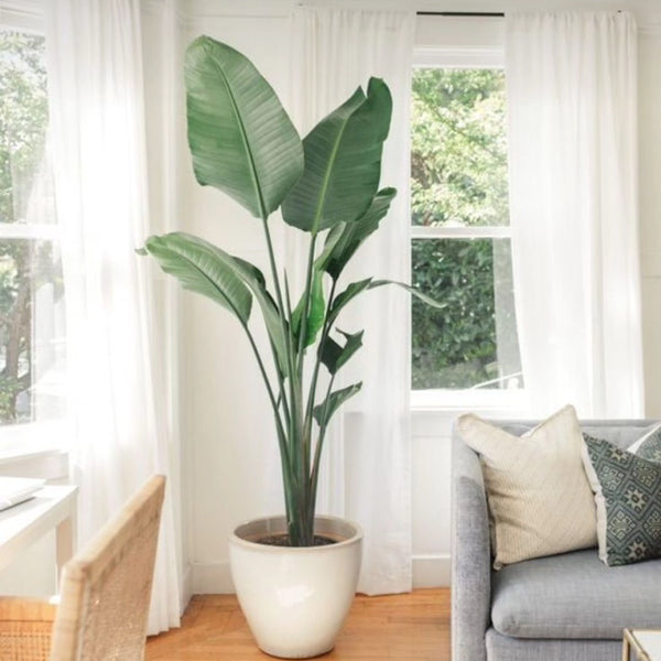 Décor plant