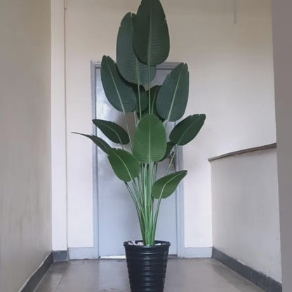 Decor plant