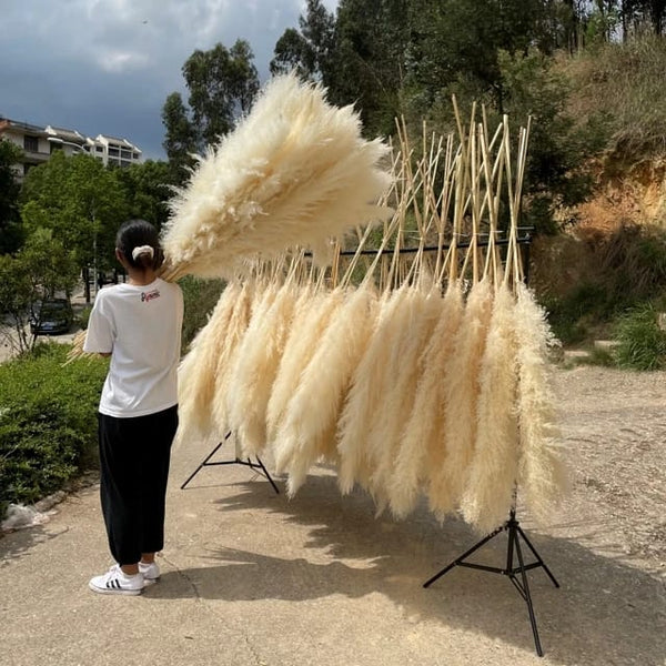 1.2M Fluffy Pampas Grass