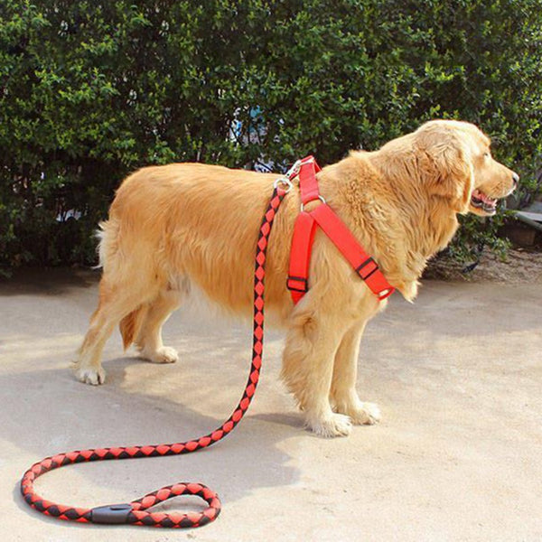 Leash harness with collar Gha