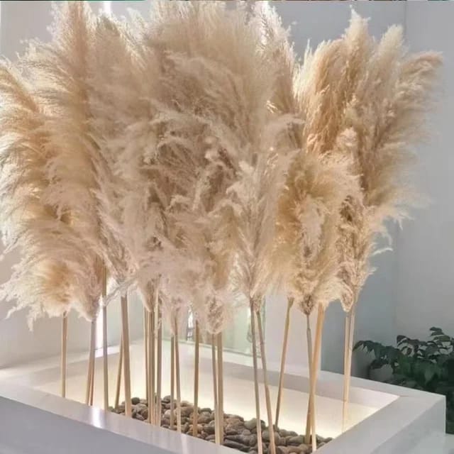 Dried pampas grass 2pc