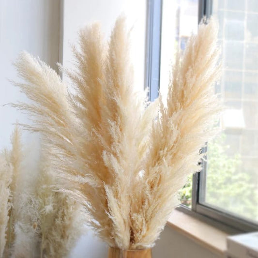 1.4m Big Fluffy Pampas Grass