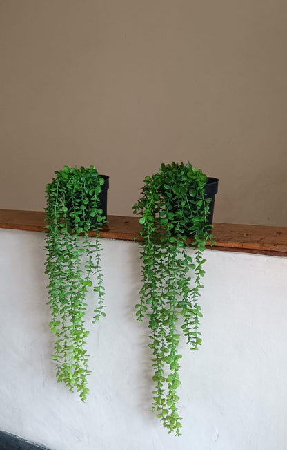 Hanging vines with vases