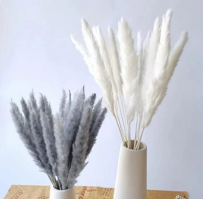 Pampas grass