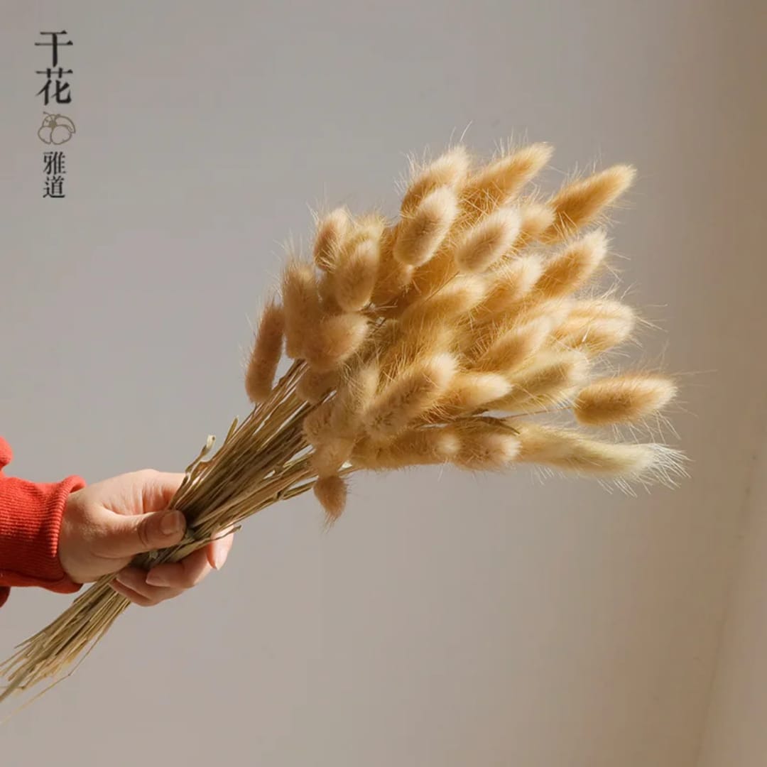 Dried natural bunny tail grass