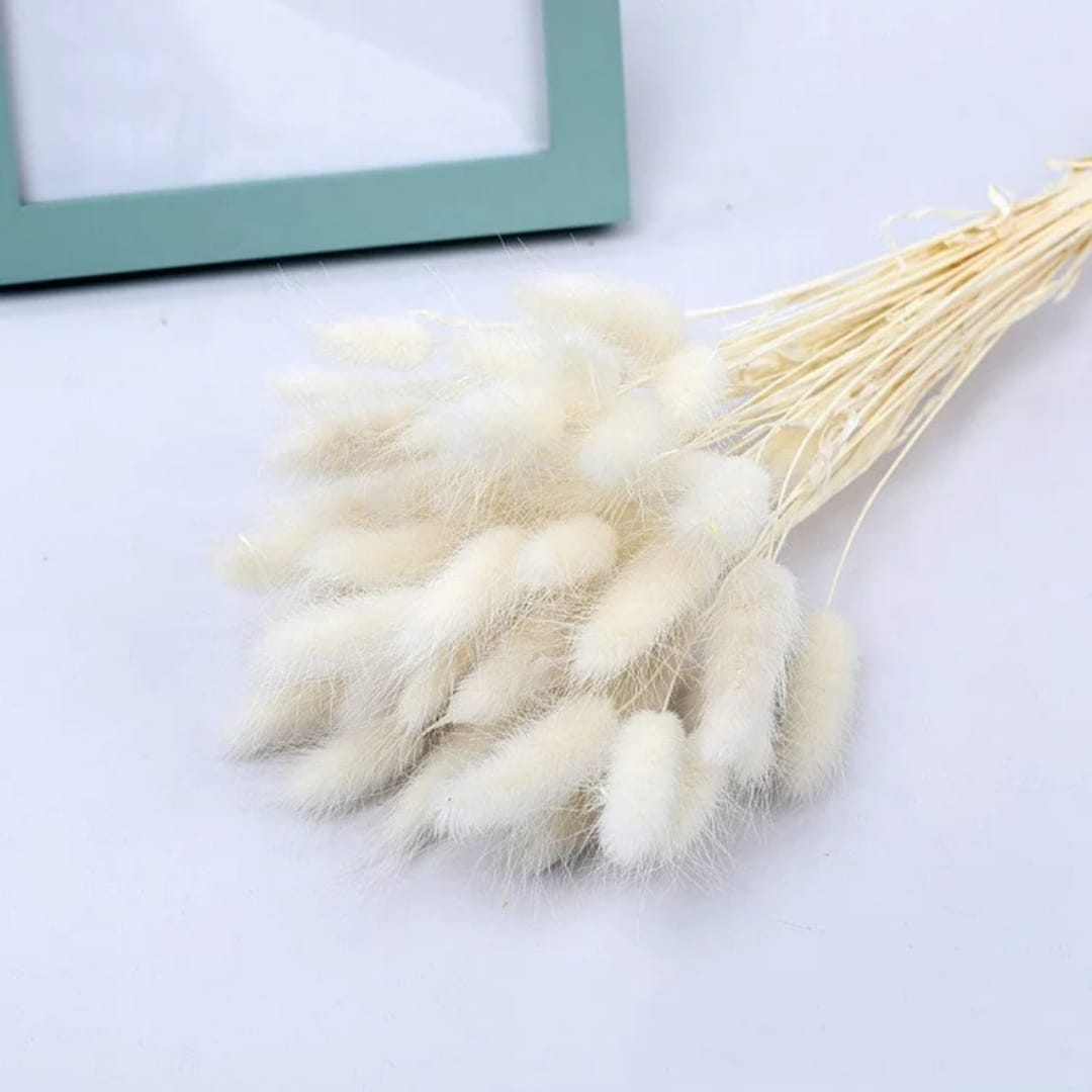 Dried natural bunny tail grass