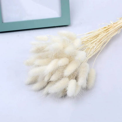 Dried natural bunny tail grass