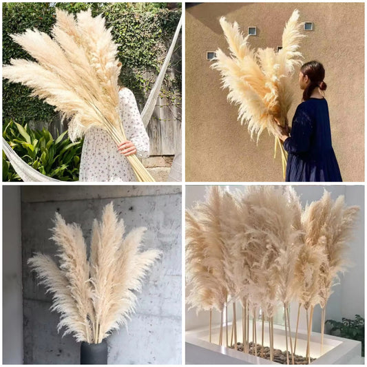 Dried pampas grass 2pc