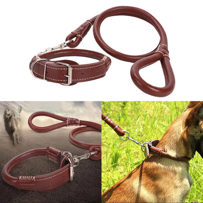 Dog collar and leash dog harness