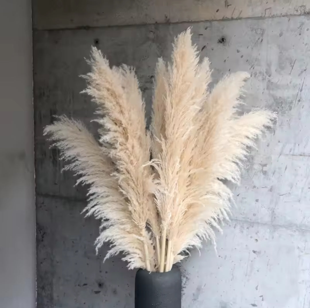 Dried pampas grass 2pc