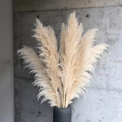 Dried pampas grass 2pc