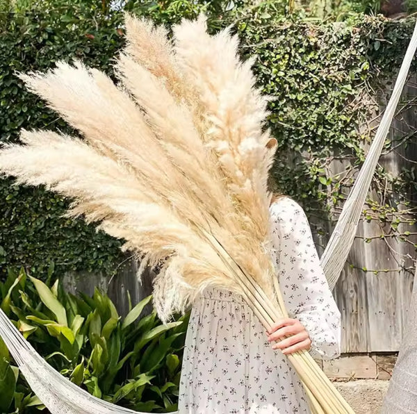 Big Fluffy Pampas Grass