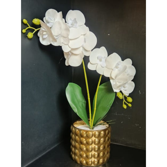 Orchid flower with gold vase