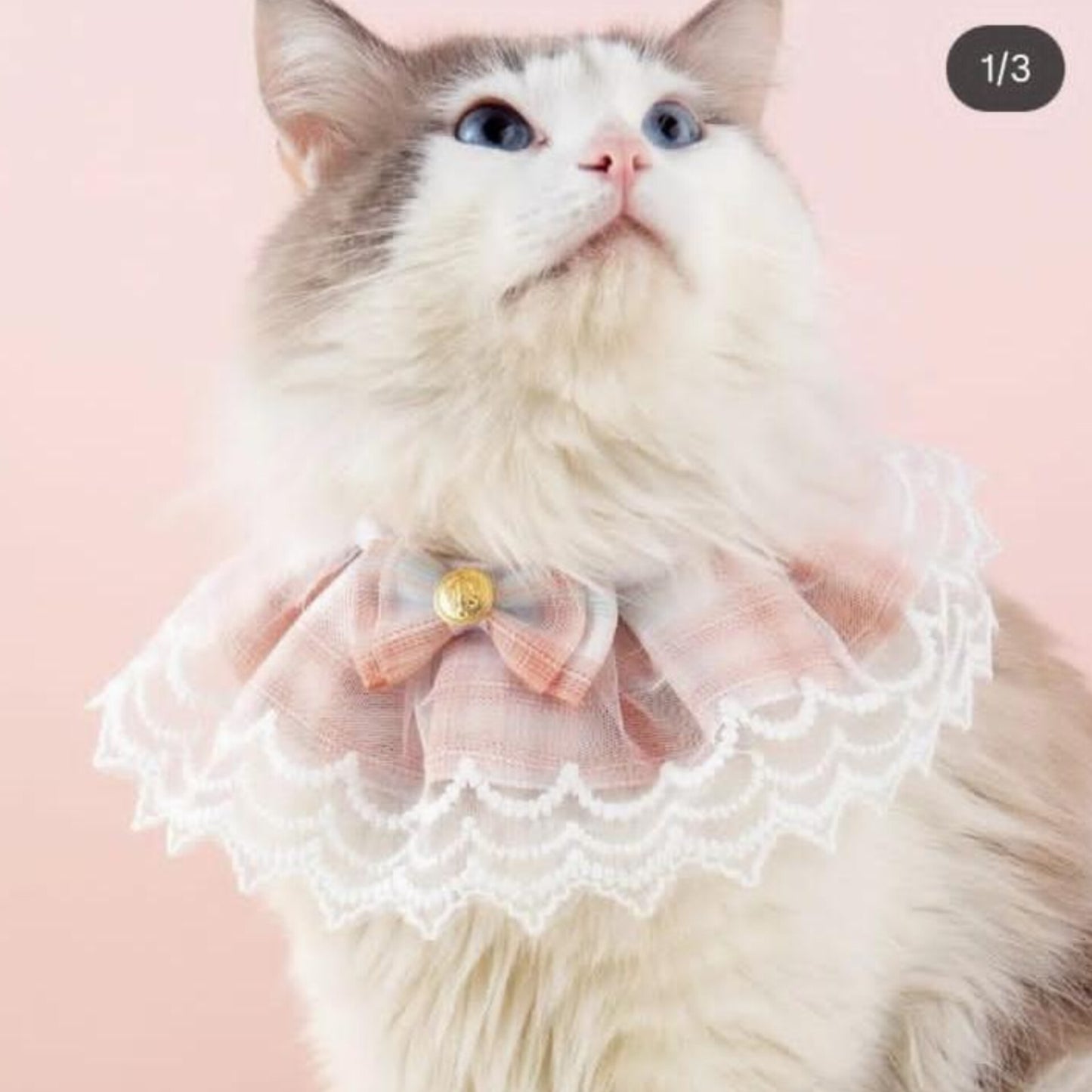 Pet Collar