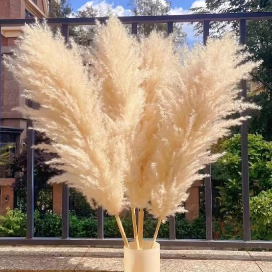 Fluffy Pampas Grass 1.2M