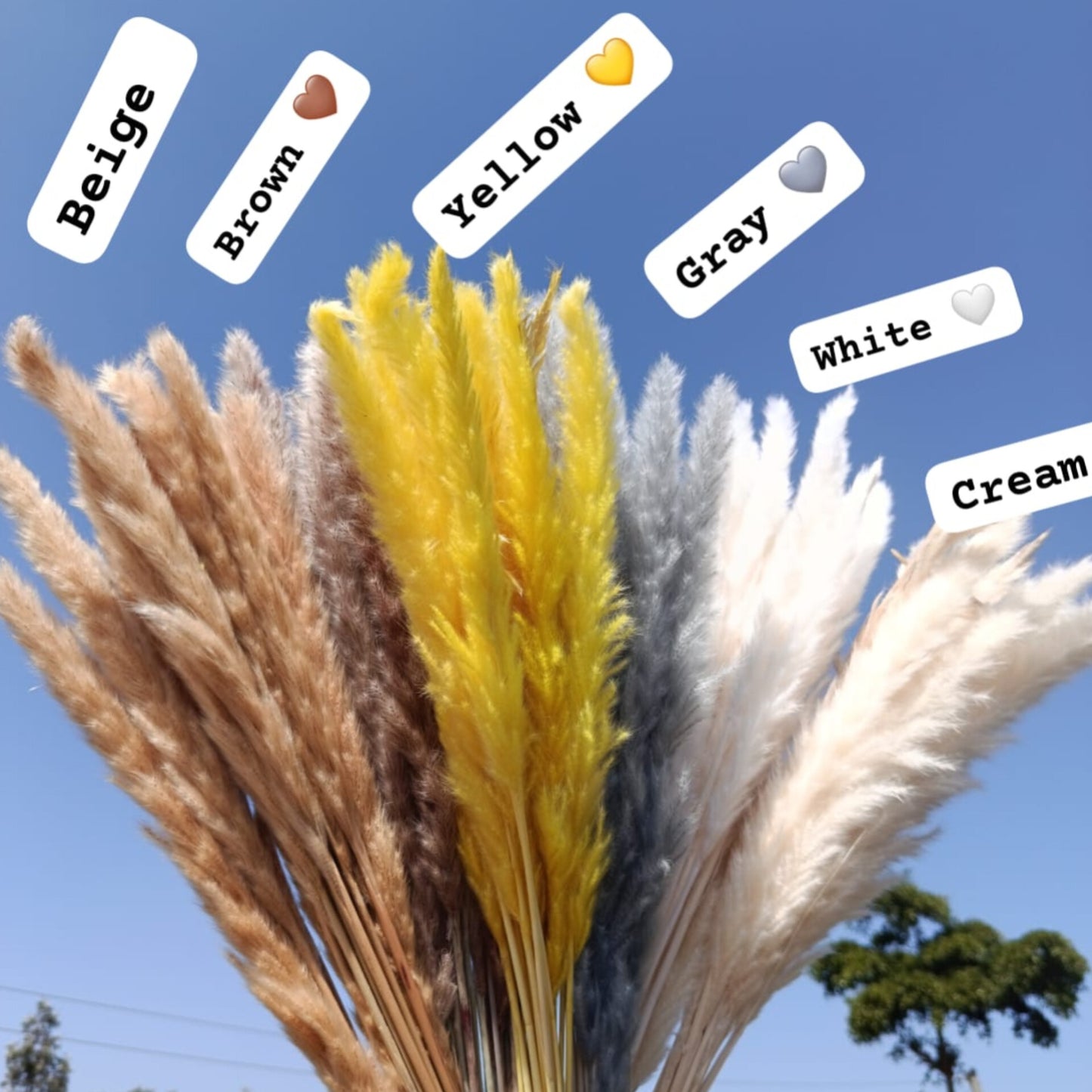 5pcs 60cm Mini Pampas Grass Dried Floral Decor