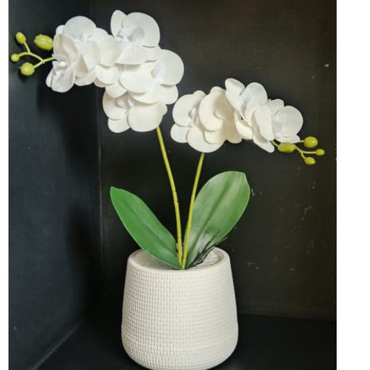 Orchid flowers with vase