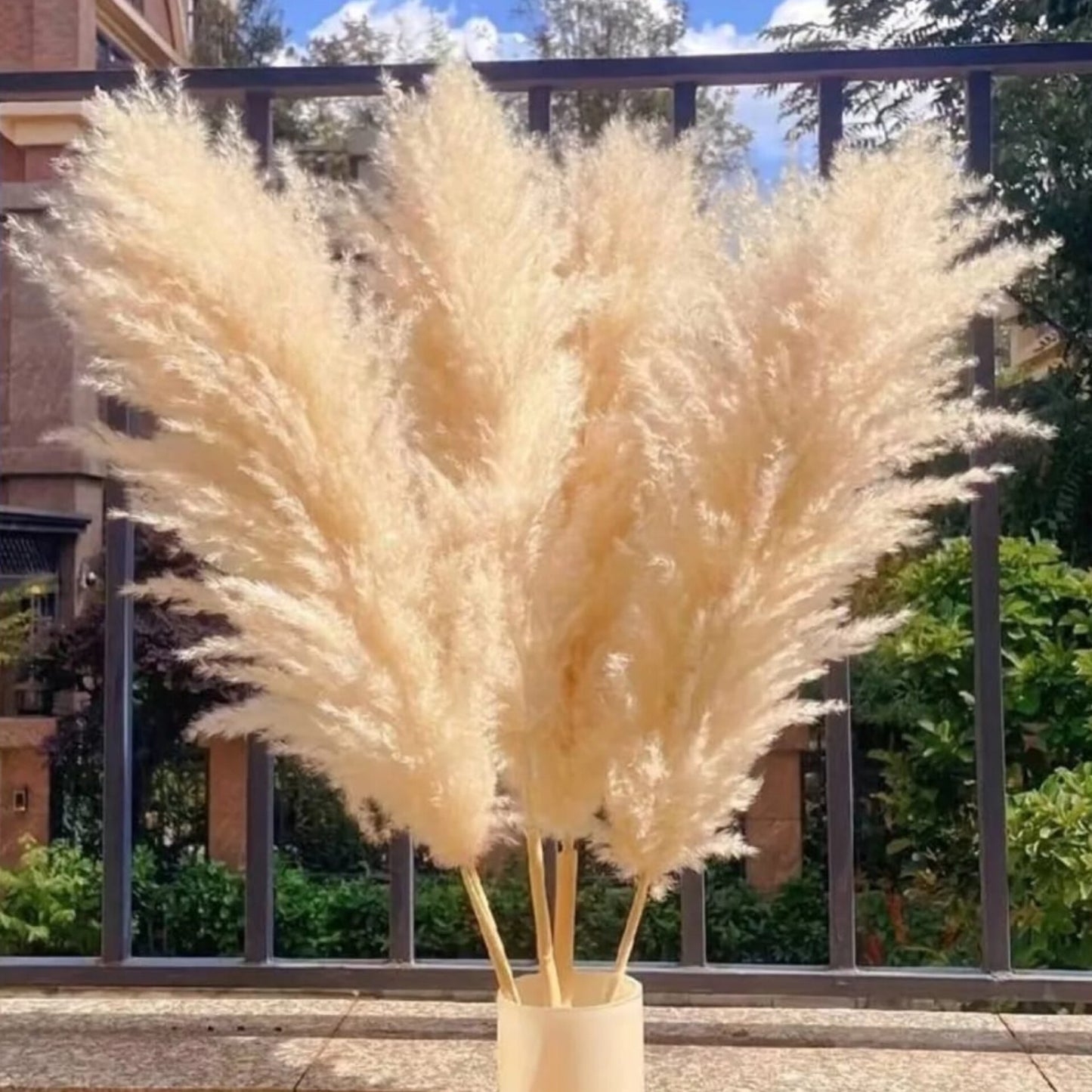 1.2M Big Pampas Grass 1pc