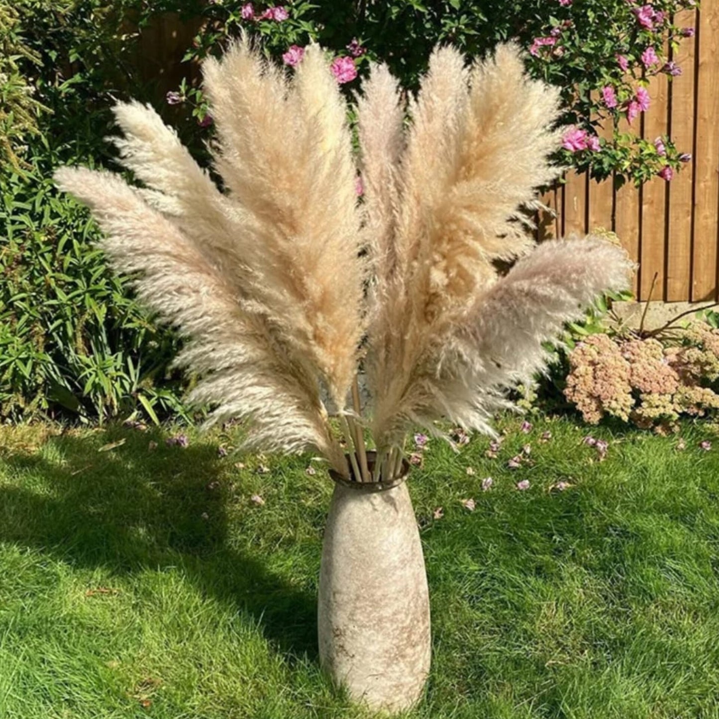 1.2M Big Pampas Grass 1pc