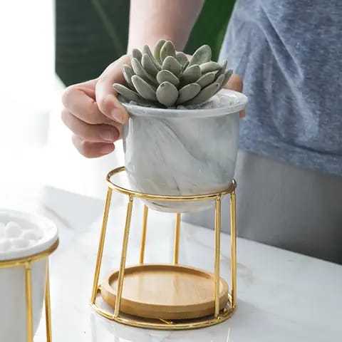 White Succulent Flower Pot