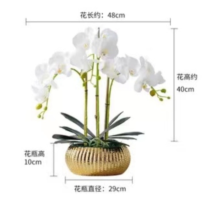 Orchid Flower And Ceramic Pot