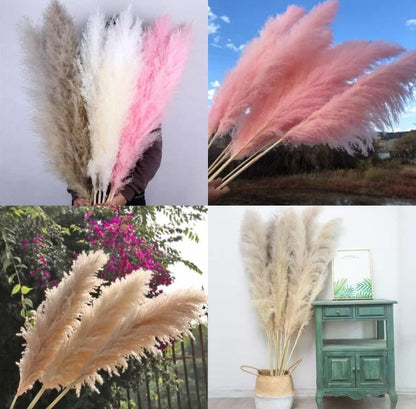 Decoration Pampers Grass