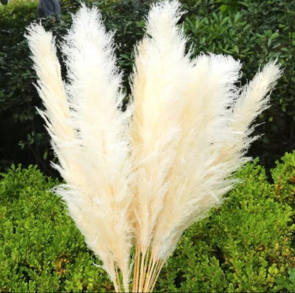 Decoration Pampers Grass