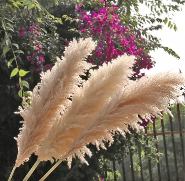 Decoration Pampers Grass