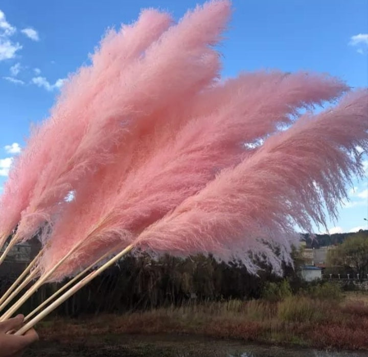 Decoration Pampers Grass